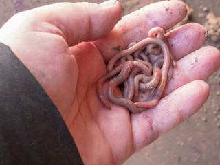 man holds in his hand selected worms for fishing. Macro Brandling, Panfish, Trout, Tiger, Wiggler, Eisenia fetida..Garden compost and worms process plant waste into rich soil and fertilizer improver