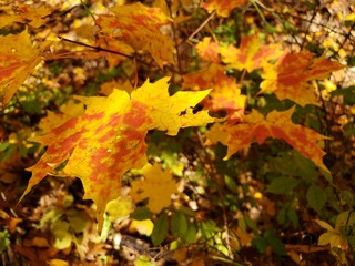 fall leaves