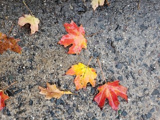 leaves on ground