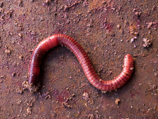 Earthworms in black soil of greenhouse. Macro Brandling, panfish, trout, tiger, red wiggler,...