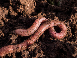 Earthworms in black soil of greenhouse. Macro Brandling, panfish, trout, tiger, red wiggler, Eisenia fetida..Garden compost and worms recycling plant waste into rich soil improver and fertilizer