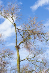 Tree, blue sky background