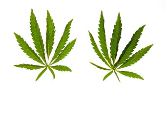 two green hemp leaves isolated on a white background