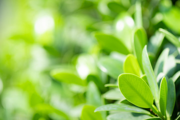 Beautiful nature view of green leaf on blurred greenery background in garden and sunlight with copy space using as background natural green plants landscape, ecology, fresh wallpaper concept.