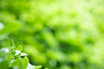 Beautiful nature view of green leaf on blurred greenery background in garden and sunlight with copy space using as background natural green plants landscape, ecology, fresh wallpaper concept.