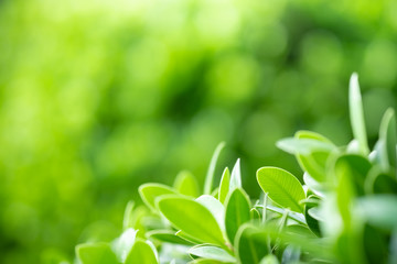 Beautiful nature view of green leaf on blurred greenery background in garden and sunlight with copy space using as background natural green plants landscape, ecology, fresh wallpaper concept.