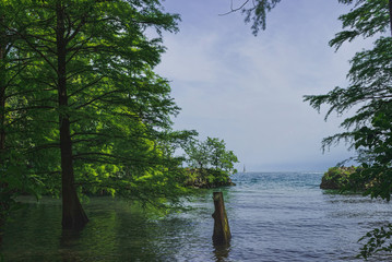 Coastal trees in the water. Shore in the haze in the background. Lake Garda. Italy. Soft focus, blurry background.