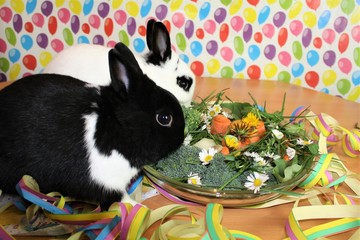bunny party