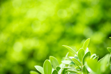 Beautiful nature view of green leaf on blurred greenery background in garden and sunlight with copy space using as background natural green plants landscape, ecology, fresh wallpaper concept.
