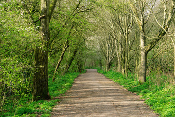 Obraz premium Walking path in spring