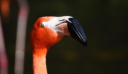 Portrait of a flamingo with black background 