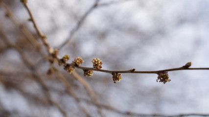 Obraz premium Branch of pussy willow