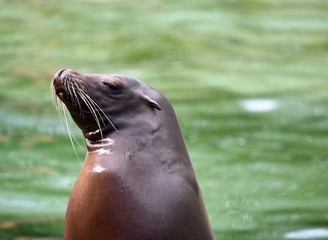 Fototapeta premium Seal looking relaxed and chilled out 