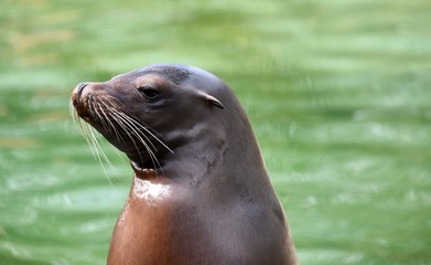 Obraz premium Seal in green water 