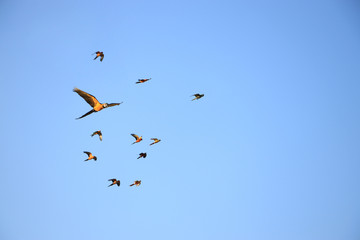 Macaw parrots and lovebird parrots fly in groups.