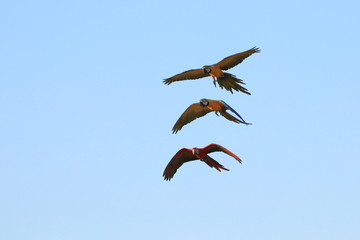Three macaw parrots flying in groups
