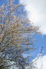 Blooming tree, blue sky background