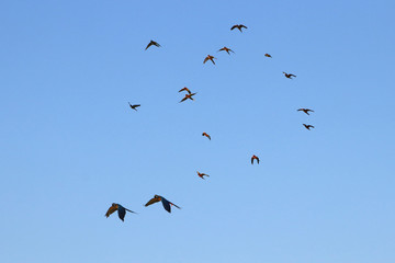 Macaw parrots and lovebirds fly in groups.