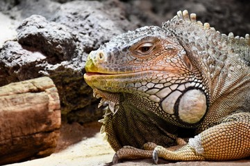 Portrait of an iguana 