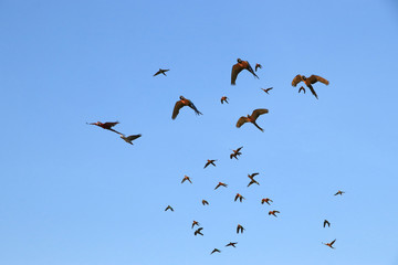 Macaw parrots and small parrots fly in large groups.