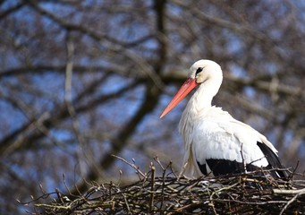 White stork sitting in a nest 