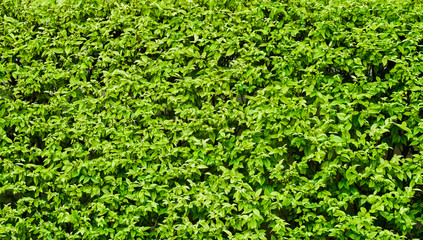 Obraz premium Green Leaves background