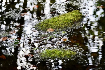Reflection of trees 