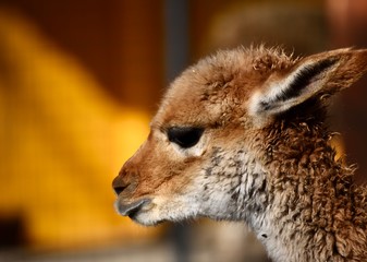 Vicuña camel face close up