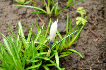 Spring primroses photo of flowers in the garden