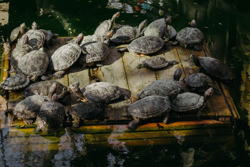 Fototapeta na wymiar Turtles in the pond. Lots of close-up turtles floating on a raft in a clear dark pond with dark green water reflecting the sky.
