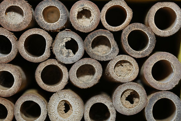 Fototapeta premium Insektenhotel Bienenhotel mit kleinen Röhren Bambus 