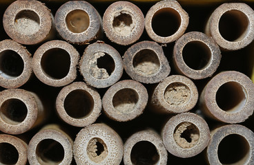 Fototapeta premium Insektenhotel Bienenhotel mit kleinen Röhren Bambus 