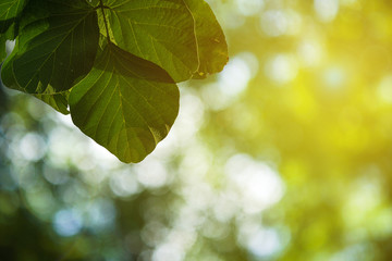 Leaves with bokeh, green leaves as the background.