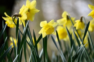 Meadow of daffodils spring time background 