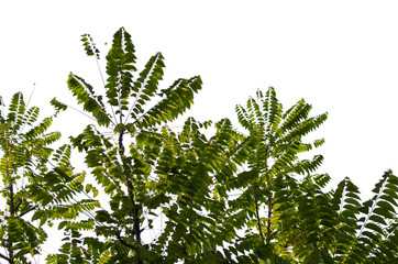 branch of a tree isolated on white background
