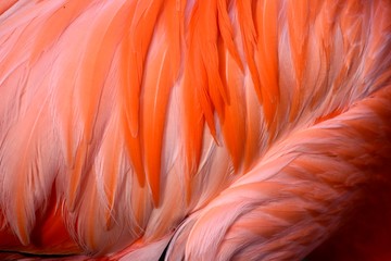 Texture of orange flamingo feathers  © MW Photography 