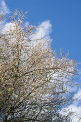 Blooming tree, blue sky background