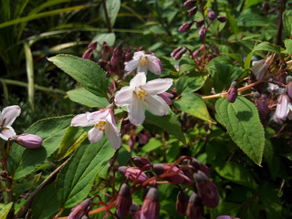 Deutzia x kamiiflora