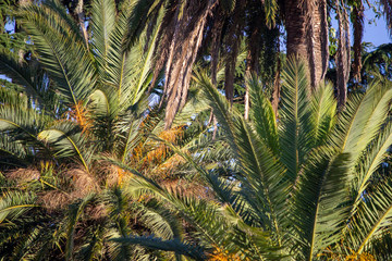 Hojas de palmera