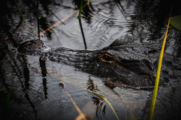Alligator hiding in an alligator hole in Everglades National Park as spotted during an airboat tour (Everglades, Miami, Florida, USA)