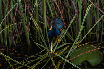 Wildlife spotted during an airboat tour through Everglades National Park (Everglades, Miami, Florida, USA)
