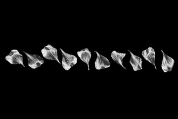 Silver flower petals isolated close up black background, white metal floral border, foliage ornament, gray shiny metallic leaves pattern, vintage frame design element, decorative leaf line, copy space