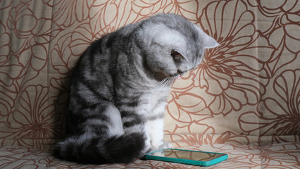 cat’s interest in smartphone information