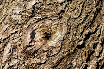 brown tree bark, texture wood