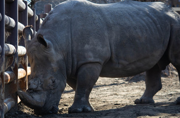 Naklejka premium Rhino in zoo, power animal in cell
