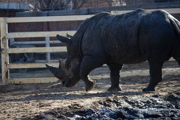 Fototapeta premium Rhino in zoo, power animal in cell