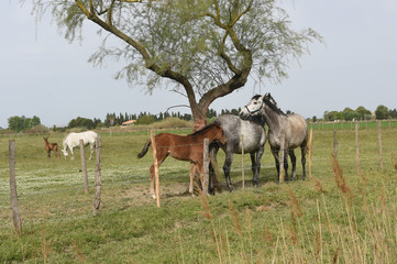 Naklejka na ściany i meble horse in freedom with his colt