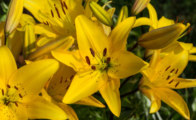 Obraz premium Beautiful flowers of yellow lilies. Can be used as background