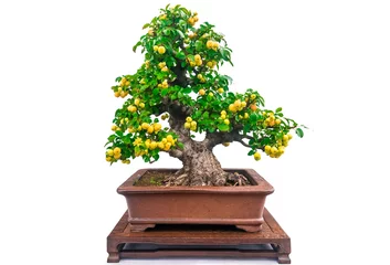 Fotobehang Bonsai Chinese Diospyros cathayensis Bonsai trees with golden yellow fruits isolated on a white background.  © MINXIA