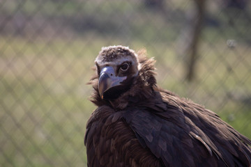 Hunter animal wait pray, big vulture